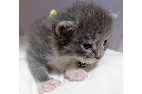 成約済の埼玉県のサイベリアン-16430の7枚目