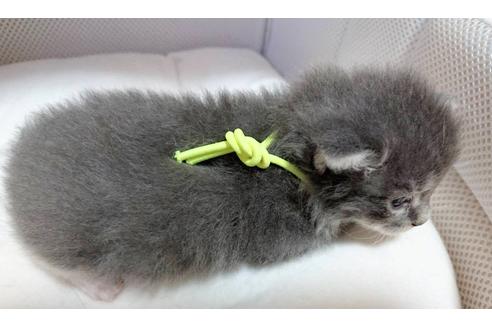 成約済の埼玉県のサイベリアン-16430の6枚目