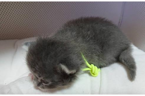 成約済の埼玉県のサイベリアン-16430の5枚目