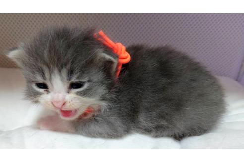 成約済の埼玉県のサイベリアン-16431の6枚目