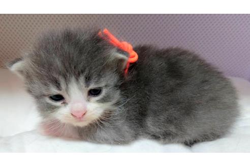 成約済の埼玉県のサイベリアン-16431の5枚目