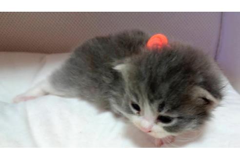 成約済の埼玉県のサイベリアン-16431の4枚目