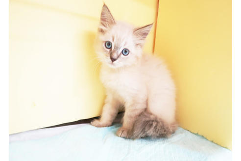 成約済の東京都のラグドール-16458の2枚目