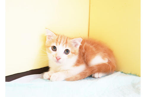 成約済の東京都のスコティッシュフォールド-16456の2枚目