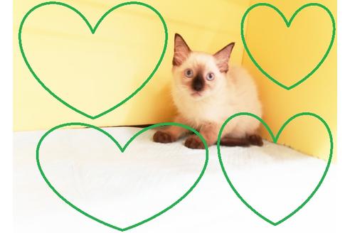 成約済の東京都のラグドール-16445の1枚目