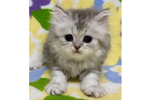 成約済の神奈川県のミヌエット-15995の1枚目