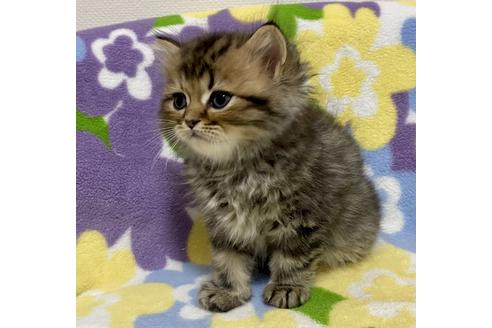 成約済の神奈川県のミヌエット-15992の2枚目