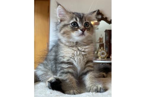 成約済の岡山県のミヌエット-16462