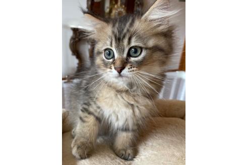 成約済の岡山県のミヌエット-16463