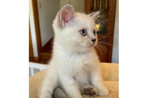 成約済の岡山県のマンチカン-16464