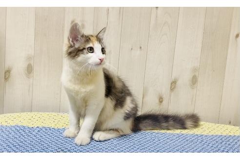 成約済の大阪府のノルウェージャンフォレストキャット-14535の4枚目