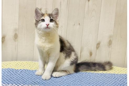 成約済の大阪府のノルウェージャンフォレストキャット-14535の2枚目