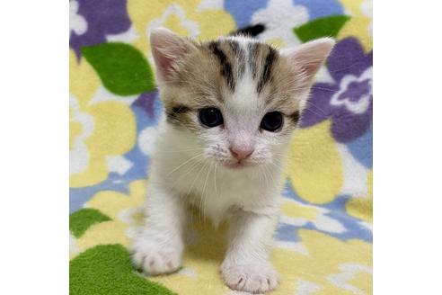 成約済の神奈川県のマンチカン-16325の2枚目
