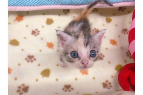 成約済の東京都のマンチカン-16554の4枚目