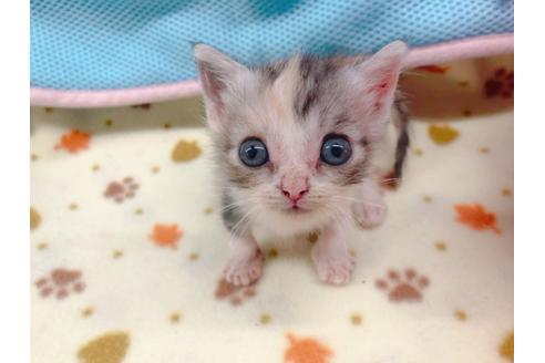 成約済の東京都のマンチカン-16554