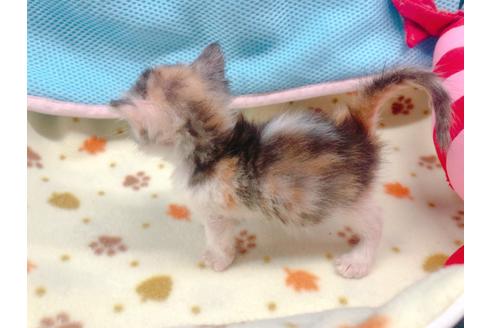 成約済の東京都のマンチカン-16554の2枚目