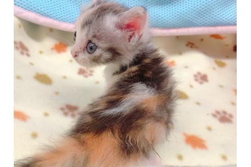 成約済の東京都のマンチカン-16554の3枚目