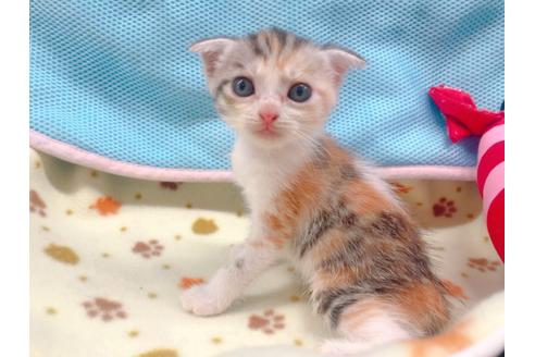 成約済の東京都のマンチカン-16555の2枚目