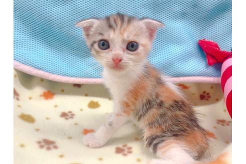 成約済の東京都のマンチカン-16555