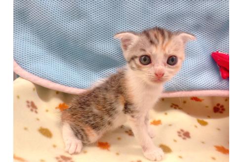 成約済の東京都のマンチカン-16555の3枚目