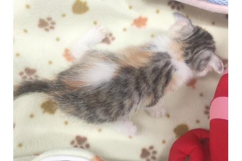 成約済の東京都のマンチカン-16555の5枚目