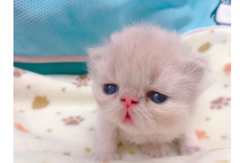 成約済の東京都のエキゾチックショートヘア-17033の13枚目