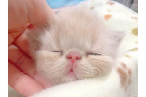 成約済の東京都のエキゾチックショートヘア-17033の12枚目