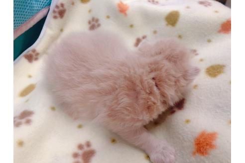 成約済の東京都のエキゾチックショートヘア-17033の14枚目