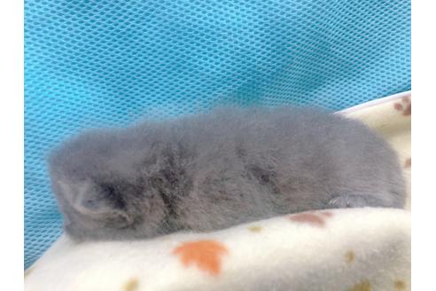 成約済の東京都のエキゾチックショートヘア-17031の6枚目