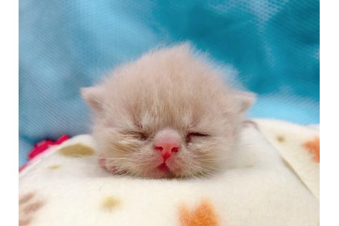 成約済の東京都のエキゾチックショートヘア-17032の11枚目