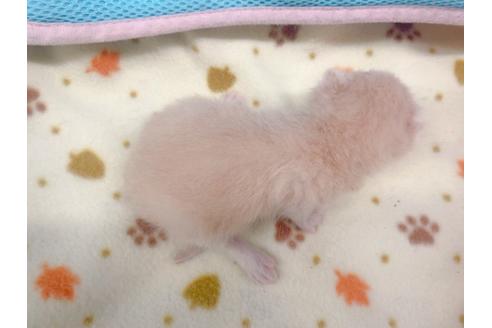 成約済の東京都のエキゾチックショートヘア-17032の13枚目