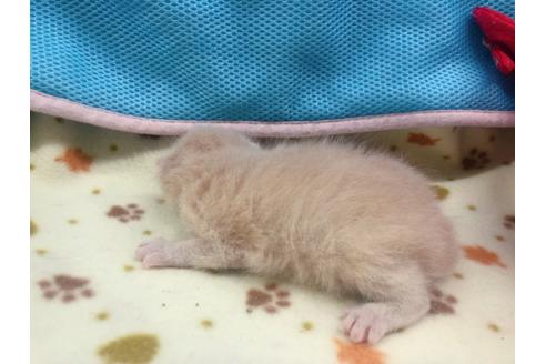 成約済の東京都のエキゾチックショートヘア-17032の14枚目