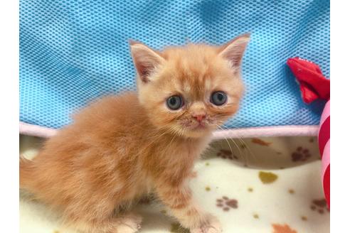 成約済の東京都のエキゾチックショートヘア-16559の1枚目