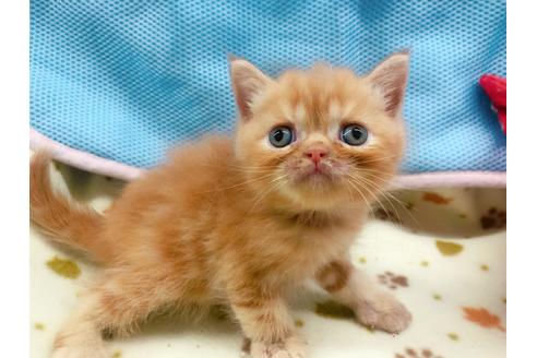 成約済の東京都のエキゾチックショートヘア-16559の2枚目