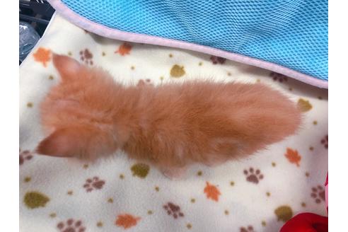 成約済の東京都のエキゾチックショートヘア-16559の3枚目