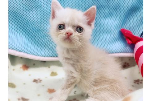 成約済の東京都のエキゾチックショートヘア-16560の1枚目