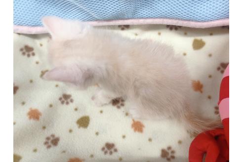 成約済の東京都のエキゾチックショートヘア-16560の2枚目