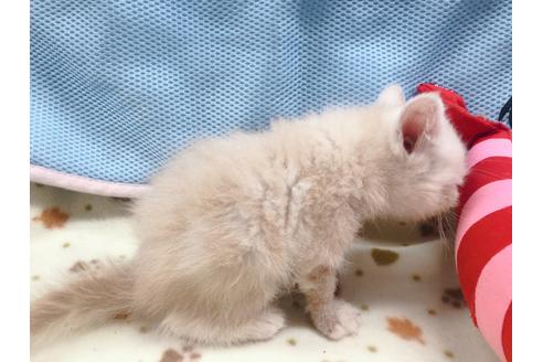 成約済の東京都のエキゾチックショートヘア-16560の3枚目