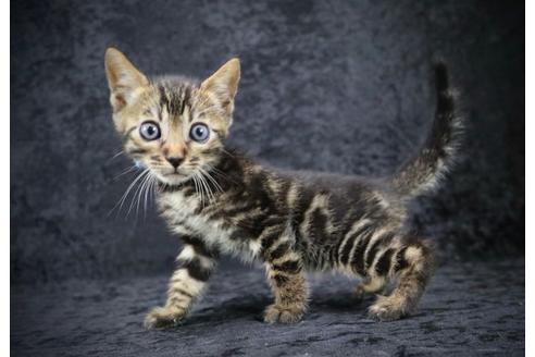 千葉県のベンガル 男の子 21 07 02生まれ 黒が強めなベンガル男子 Summer価格 子猫id 子猫ブリーダーナビ