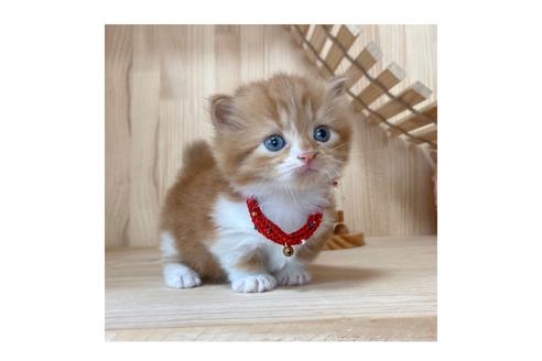 成約済の長野県のマンチカン-16545