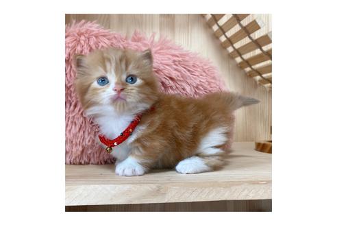 成約済の長野県のマンチカン-16545の6枚目