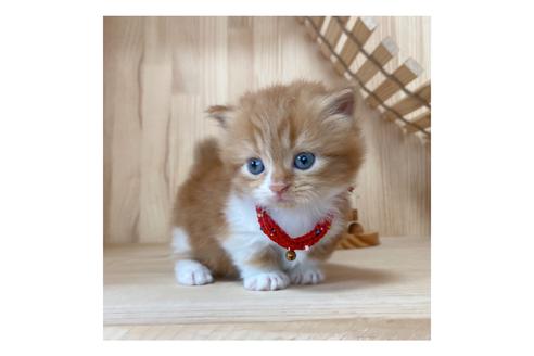 成約済の長野県のマンチカン-16545の5枚目