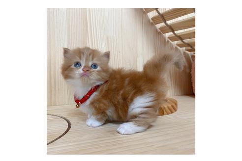 成約済の長野県のマンチカン-16545の4枚目