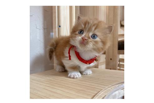 成約済の長野県のマンチカン-16545の3枚目