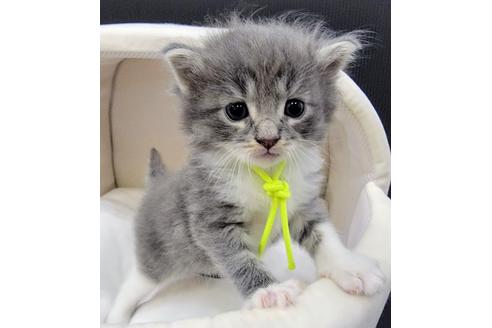 成約済の埼玉県のサイベリアン-16430