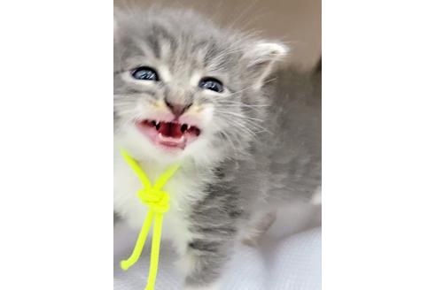 成約済の埼玉県のサイベリアン-16430の3枚目