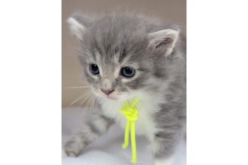 成約済の埼玉県のサイベリアン-16430の2枚目