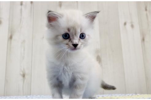 成約済の大阪府のサイベリアン-16550の4枚目