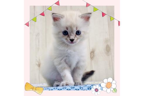 成約済の大阪府のサイベリアン-16550の1枚目