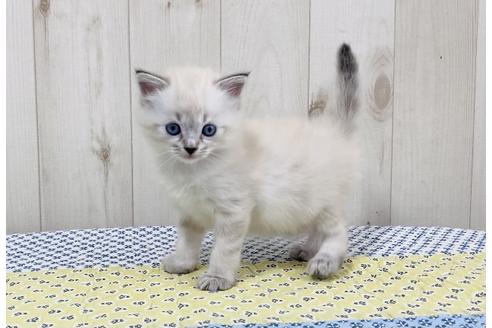 成約済の大阪府のサイベリアン-16550の3枚目